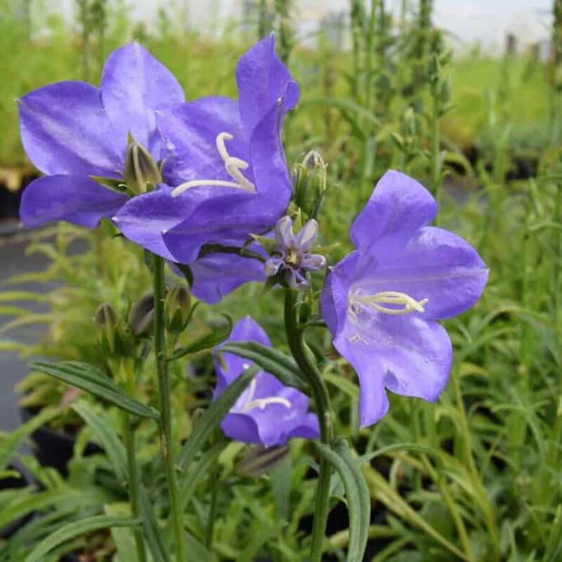 Campanula persicifolia ---